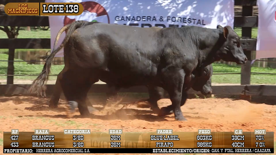 Lote LOTE 138 - VIVO