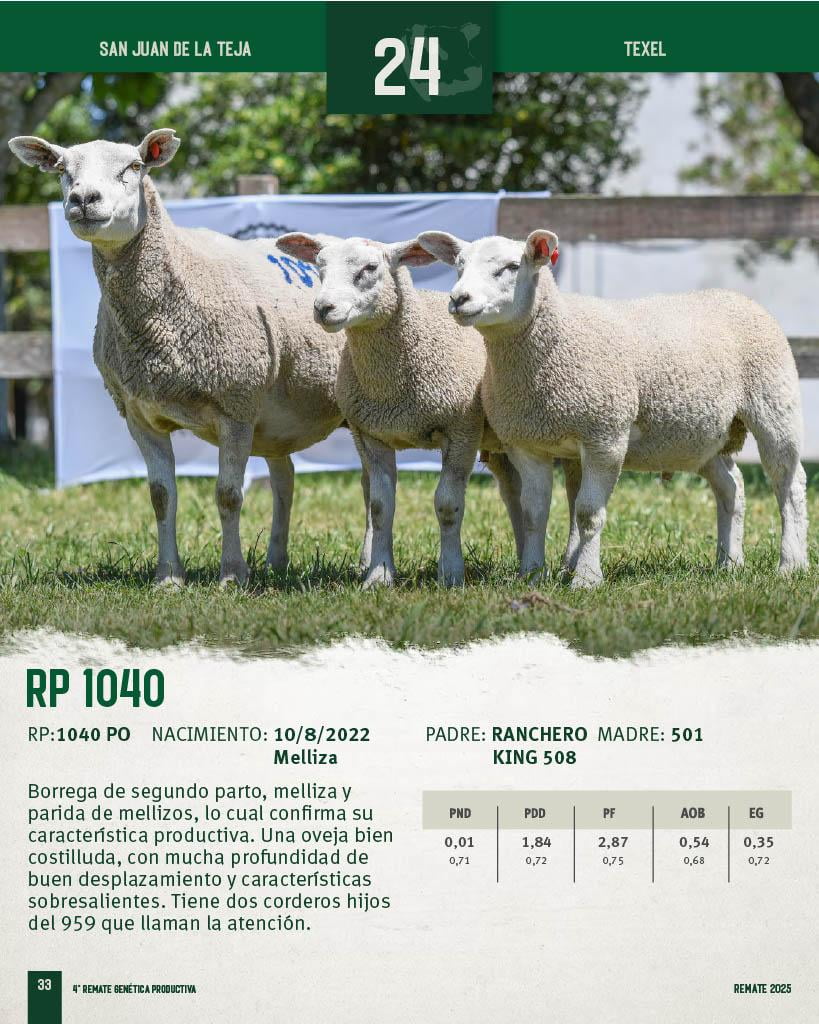 Lote Borregas a remate en 4º Genetica Productiva, San José