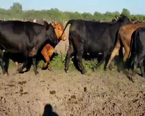 Lote 30 Vacas  en Entre Ríos, Villaguay