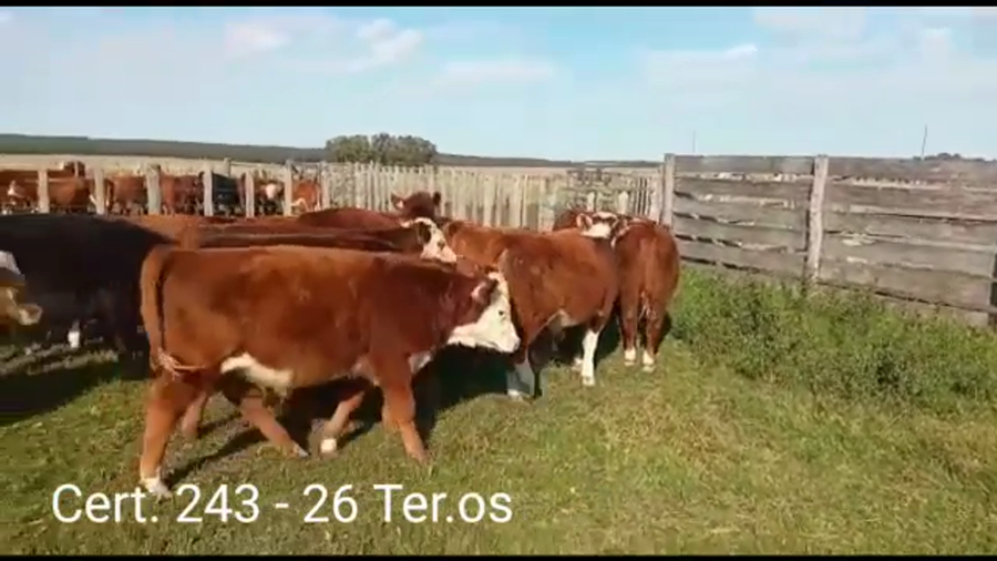 Lote TERNEROS