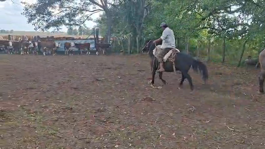 Lote PETIZO