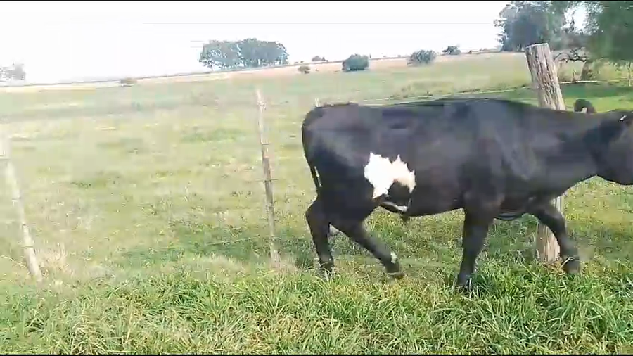 Lote (Vendido)10 Novillos AA a remate en Remate por pantalla de la Exposición de San José en Radial km 66 R1