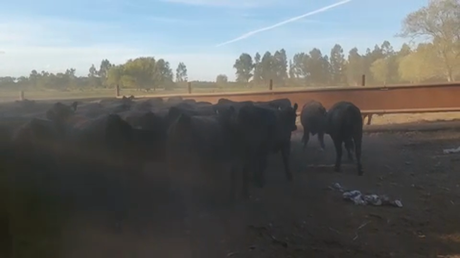 Lote 74 Vaquilla Engorda en Linares, VII  Región Maule