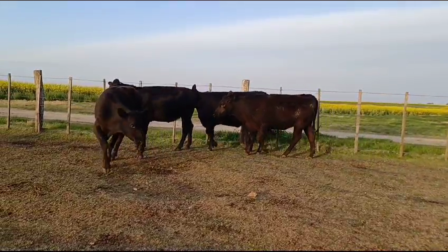 Lote (Vendido)4 Vaquillonas 1 a 2 años ANGUS a remate en #35 Pantalla Carmelo 350kg -  en RUTA 12
