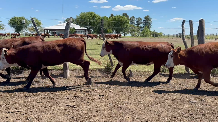 Lote 120 Vaquillonas