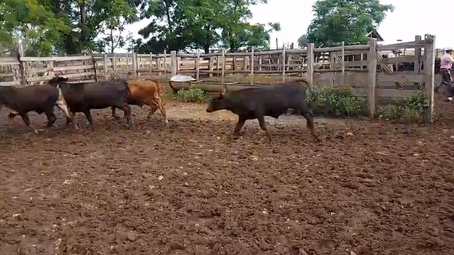 Lote 120 Terneros/as