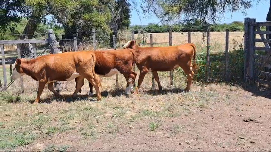 Lote VAQUILLONAS 1 A 2 AÑOS