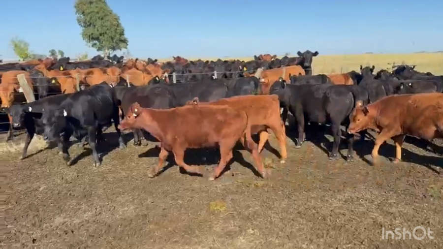 Lote 98 Terneras