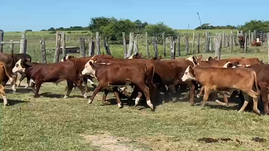 Lote 72 Terneros/as en Santa Lucía, Corrientes