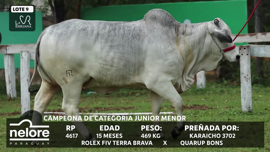 Lote LOTE 9 - BOZAL