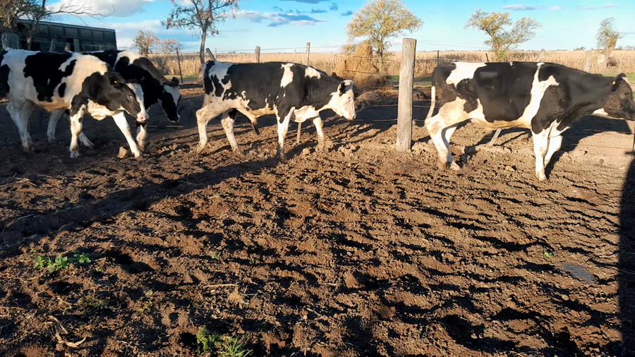 Lote 20 Novillitos Holando Argentino Feed Lot en Morteros, Córdoba