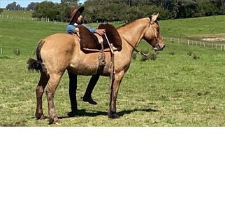 Lote PARRANDERA DEL CONVENTOS