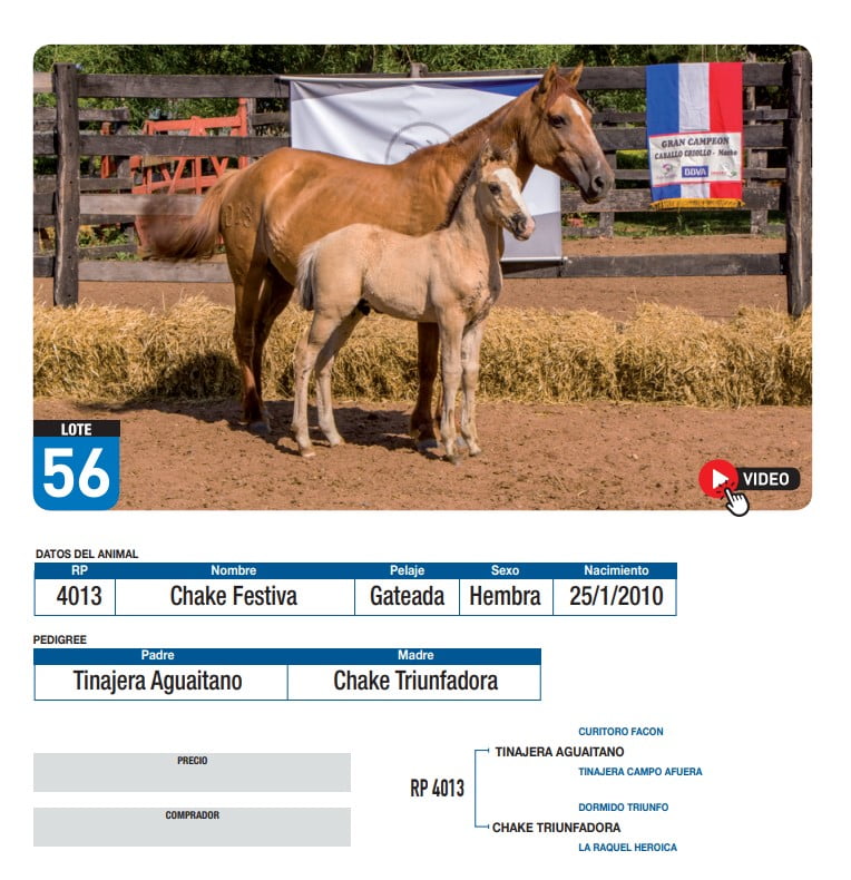 Lote Chake Festiva