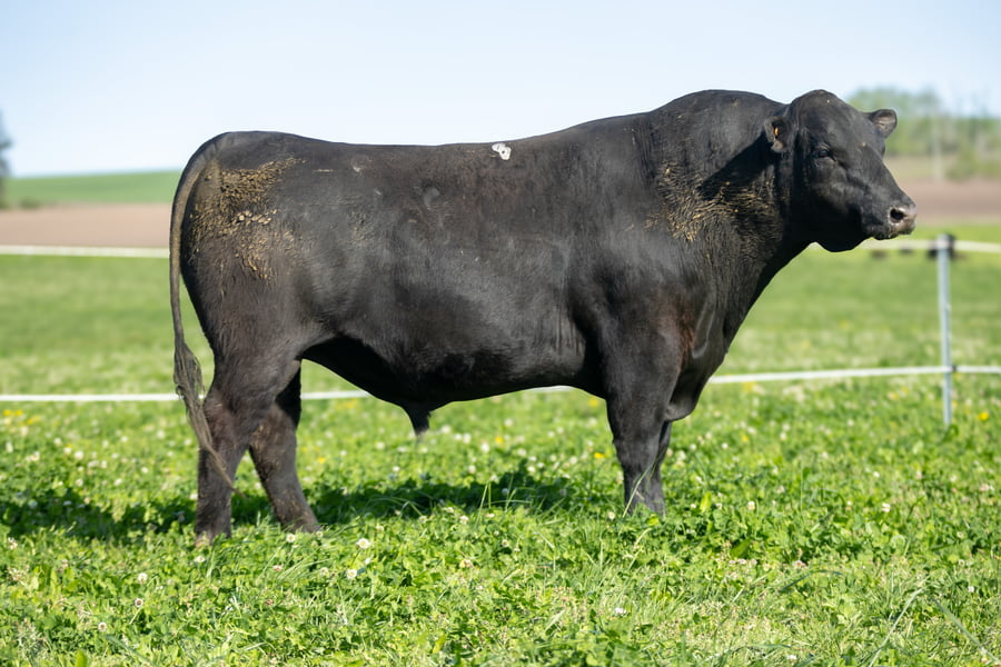 Lote Don Jose - 2- Toros