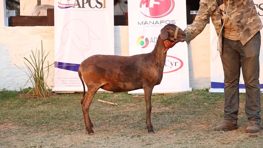 Lote Lote 5 - Ovinos