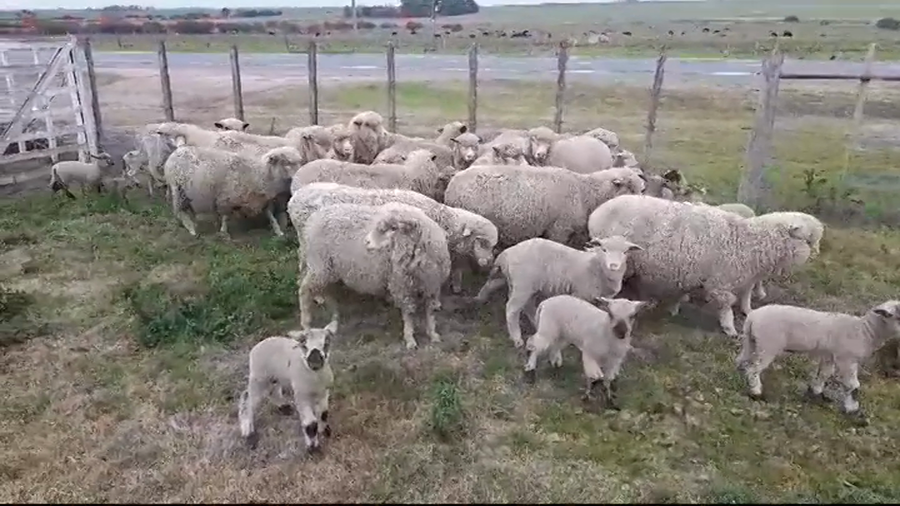 Lote PIEZAS DE CRIA OVINOS