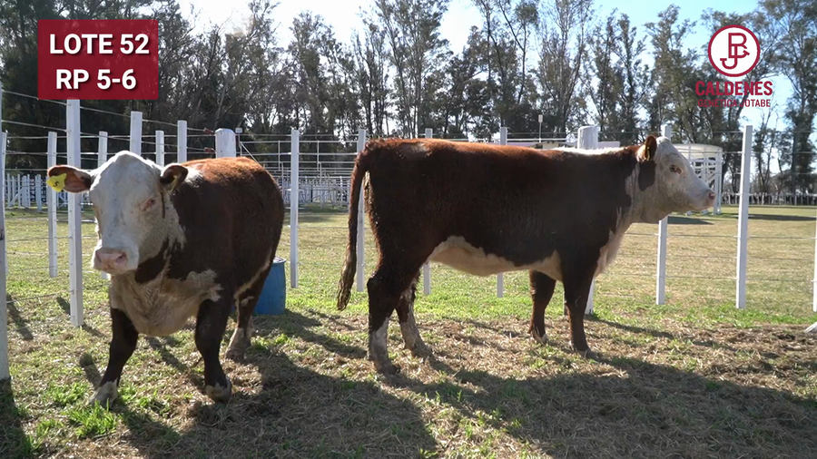 Lote VAQUILLONAS PR PREÑADA PARICIÓN PRIMAVERA SELECCIONADAS