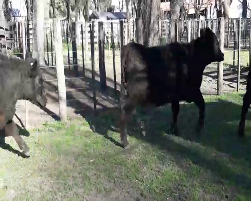 Lote 23 Terneras en Gral. Lamadrid, Buenos Aires