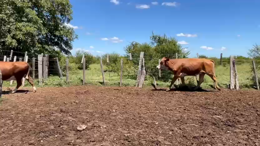 Lote VACAS PREÑADAS