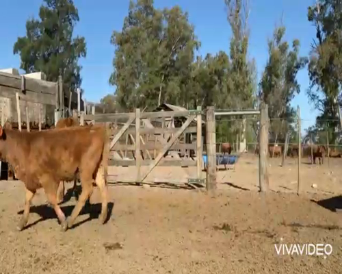 Lote 44 Terneros/as en Marcos Paz, Buenos Aires