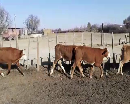 Lote 38 TERNERAS CRUZA, 220 KG, EN TRANCAS, TUCUMAN.-