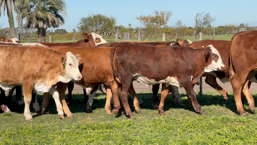 Lote 65 Terneros en Corrientes, Perugorría