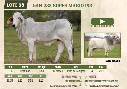 Lote LOTE 38