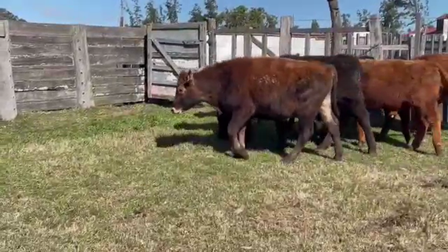 Lote (Vendido)8 Terneros CRUZA a remate en 5to remate por pantalla ENTRE MARTILLOS 172kg - , San José