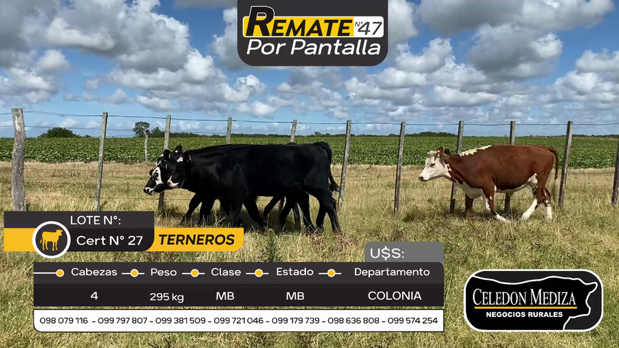 Lote 4 Terneros en Radial Conchillas, Colonia