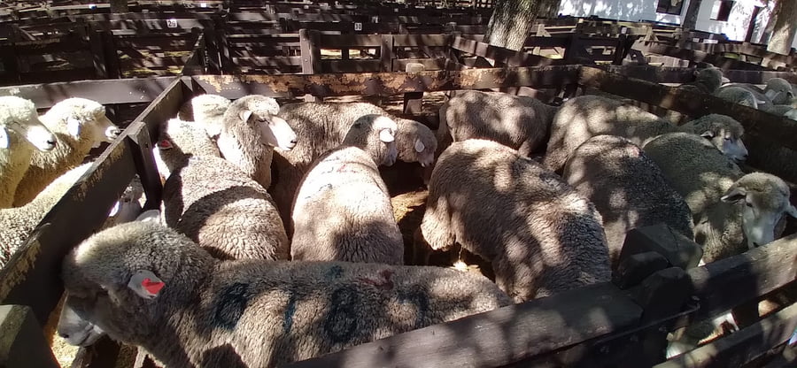 Lote 10 borregas pedigree 2dts