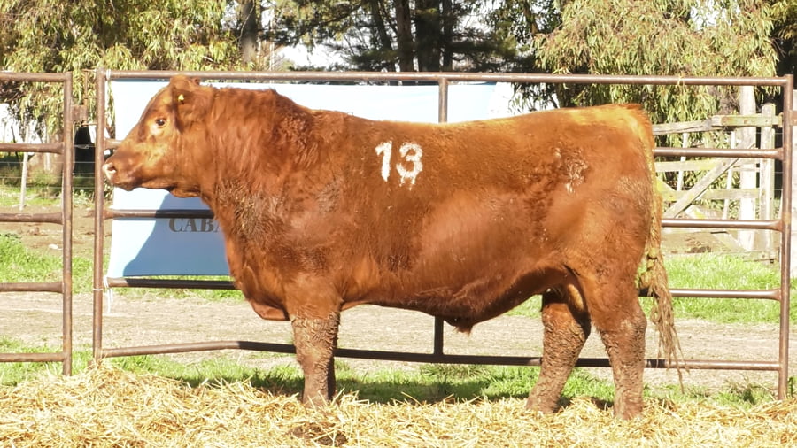 Lote TOROS ANGUS COLORADOS PC