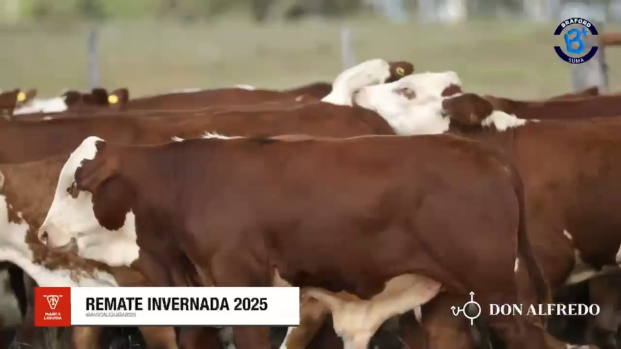 Lote 120 Terneros en Corrientes, Mercedes