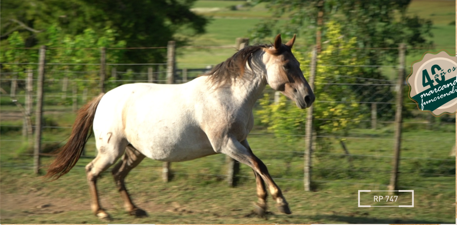 Lote CONCORDIA MOLLES