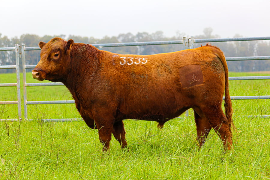 Lote ABERDEEN ANGUS SA -  Angus COLORADOS