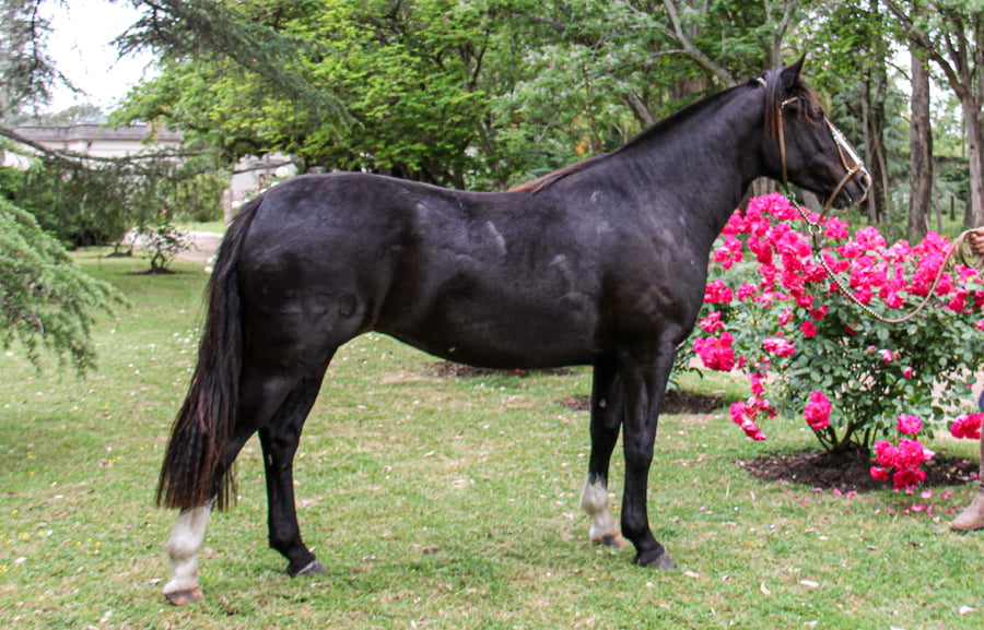 Lote QUELEN ENGREIDA