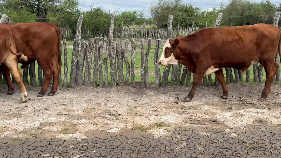 Lote 12 Novillos en Corrientes, Curuzu Cuatia