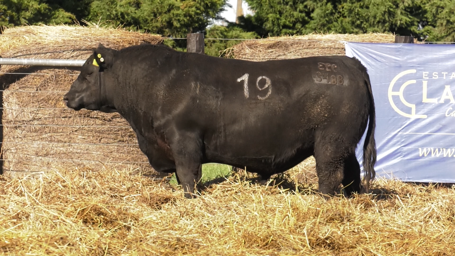 Lote TOROS ANGUS PURO CONTROLADO