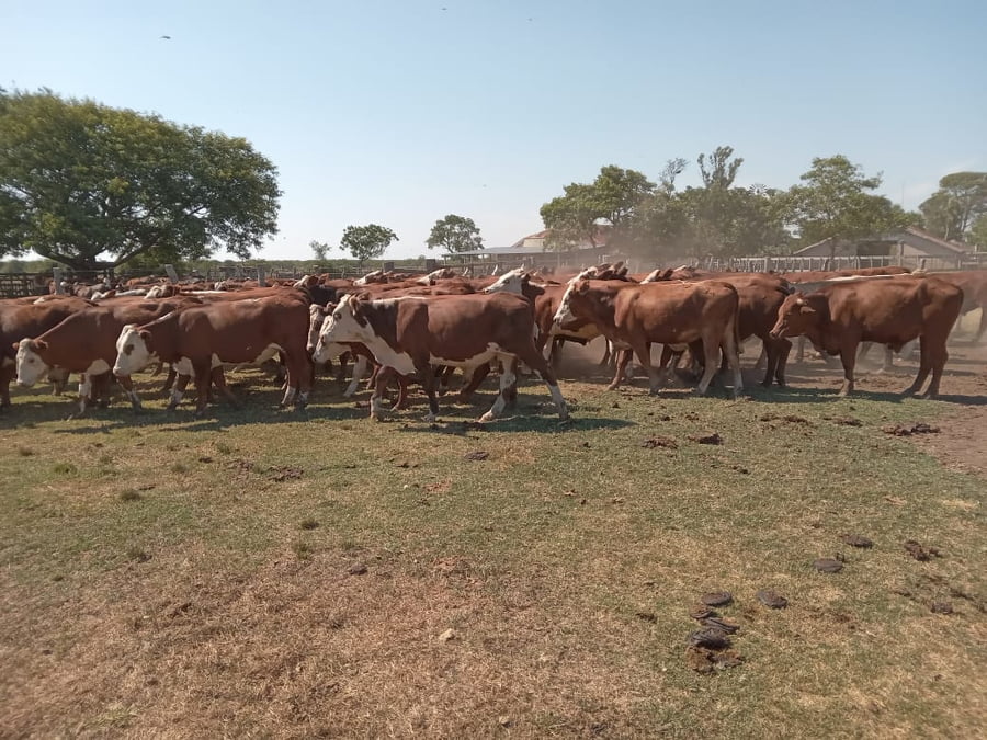 Lote 80 Novillos en Corrientes, Curuzú-Cuatiá