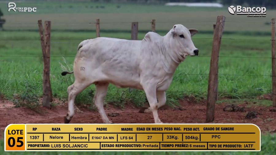 Lote Vaquillas a remate en Jueves 29 de mayo- Remates PDC, San Pedro