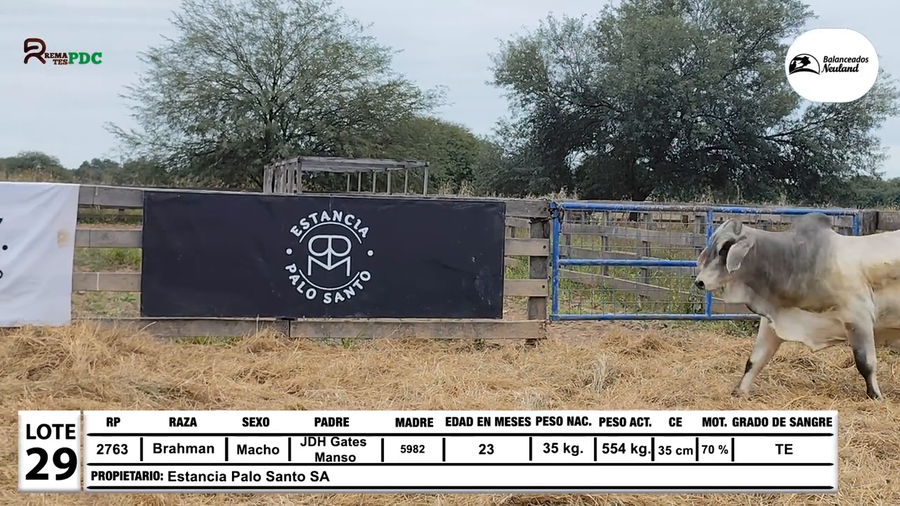Lote Toros Brahman a remate en Sábado 5 de Julio - Gran Remate de Reproductores PDC, Loma Plata