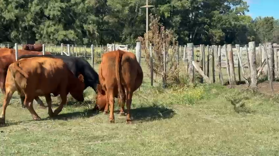 Lote 17 Vacas usadas preñadas