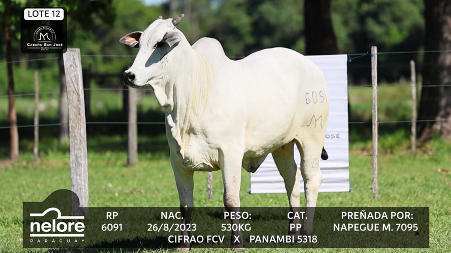 Lote LOTE 12