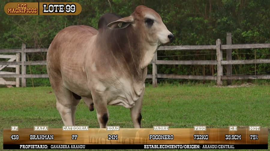 Lote LOTE 99
