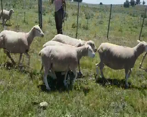 Lote 54 Oveja