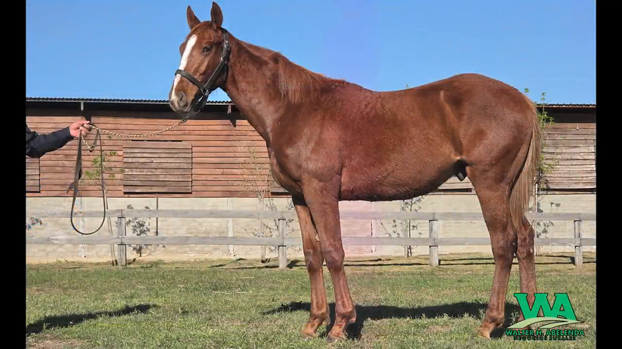 Lote GUAYABO FLAG