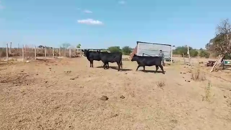 Lote 3 Vaquillonas  AA a remate en Pantalla Camy - Liquidación de Estancia en Camino las Viñas
