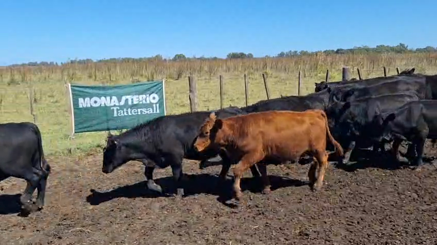 Lote 80 Terneros en Lobos