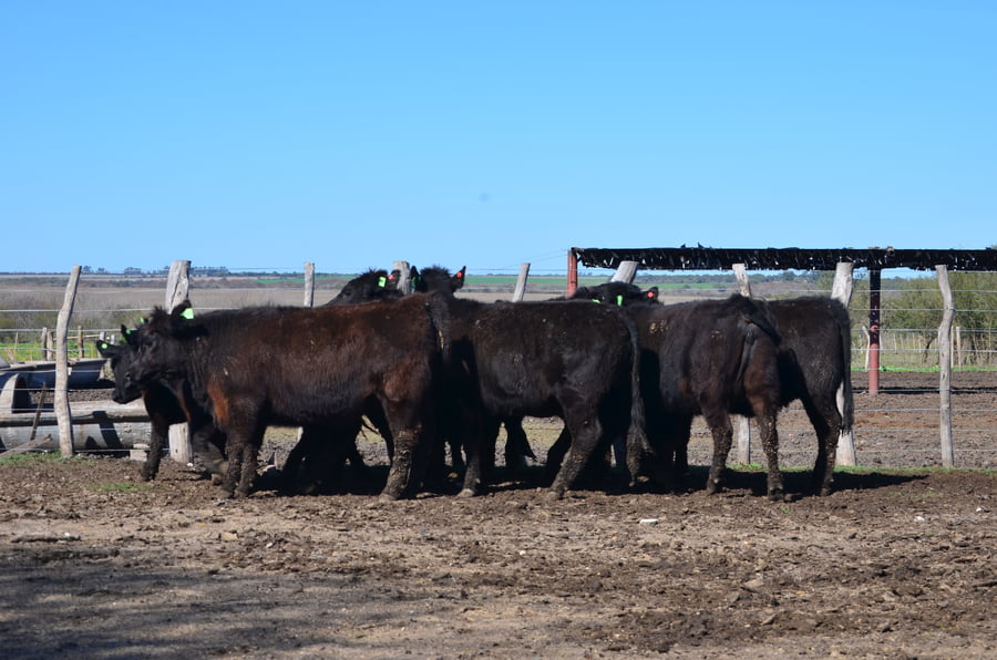 Lote VAQUILLONAS GENERALES PARA SERVICIO DE SERVIS S.A.