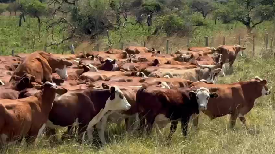 Lote 55 Novillitos