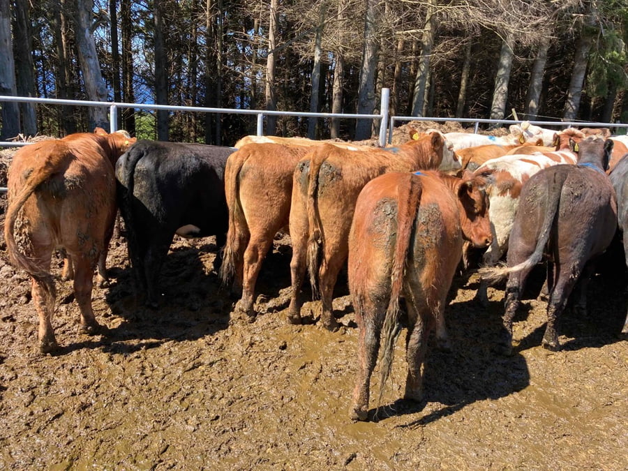 Lote 29 Vaquilla Gorda en Puerto Varas, X Región Los Lagos